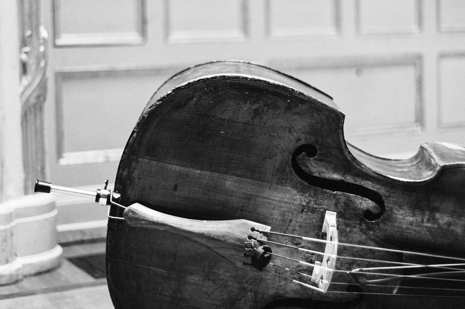 Bass (c) Pia Clodi.jpg